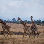 Tanzania Makes Travel Insurance Mandatory: What Safari-Goers Need to Know