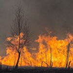 Traveling to Greece this Summer? Travel Insurance Amidst Deadly Wildfires Explained